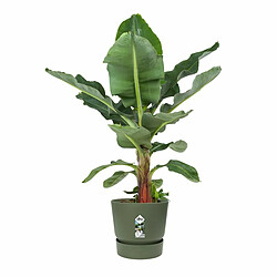 Avis Pot Elho Vert Ø 55 cm Plastique