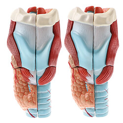 Statue de larynx et pharynx humain