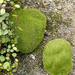 Wewoo Décoration Jardin Simulation de Faux Mousse de Bryophyte Pierre Flocage Faux Pelouse Micro Paysage Accessoires, Diamètre: 8cm pas cher