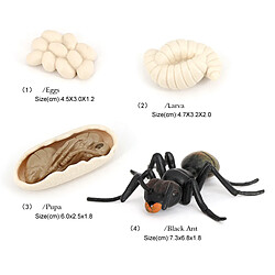 Acheter 2x Simulation Ant Growth Life Cycle Figures Jouet D'imagination pour Les Enfants