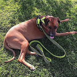 Universal Laisse de chien en nylon à filet de rongeur double titre de marche réfléchissante et sûre Entraînement à la marche pour chien de compagnie Laisse de plomb Stock 200 cm | Traction (vert) pas cher