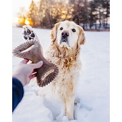 Avis Benefon Benebone - Jouet a mâcher dentaire pour chien adulte, Taille M, saveur bacon