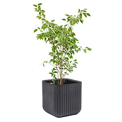 Pot de fleurs Planter M Anthracite Keter Cube Wood 21,5 litres