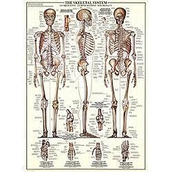 Eurographics Skeletal System (graphique) Puzzle (1000 piAces) (6000-3970)