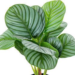 Acheter Plante décorative Alexandra House Living Plastique Calathea 50 cm