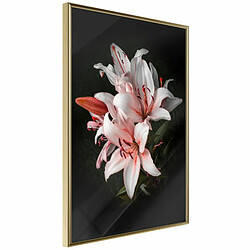 Paris Prix Affiche Murale Encadrée Pale Pink Lilies 20 x 30 cm Or