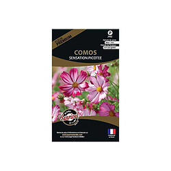 Sanrival Graines de fleurs premium Cosmos sensation picotée 