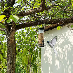 Tube transparent Mangeoire à Oiseaux avec 2 L'alimentation des Ports, premium Dur En Plastique En Plein Air Mangeoire à Oiseaux Cintre Suspendus