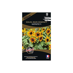 Sanrival Graines de fleurs premium soleil nain compact Suntastic