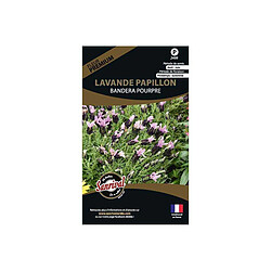 Sanrival Graines de fleurs premium lavande papillon stoecka