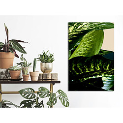 Decoshop26 Dieffenbachia - 80x120