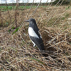 Avis Magpie Decoy Sculptures