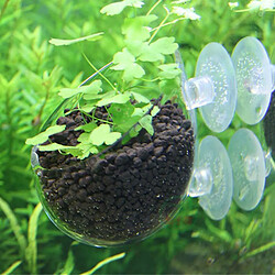 Avis 6 x 8 cm Pot de Plante Aquatique en Verre Cristal