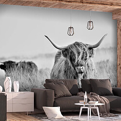 Artgeist Papier peint - Highland Cattle [100x70]