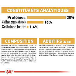 Acheter Royal Canin Race Siamois Adult