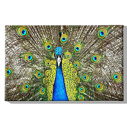 EPIKASA Impression sur Toile Paon, Vert, Polyester, 70x3x45 cm