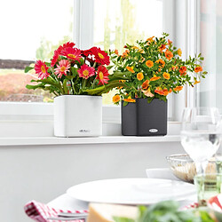 Acheter LECHUZA Jardinière de table CUBE Color 16 ALL-IN-ONE Blanc