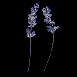 Acheter Fleurs séchées pressées naturelles