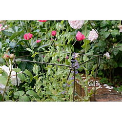 Harrod Horticultural  Support à plantes en acier (Lot de 6) 60 cm