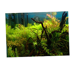 Acheter Autocollant de fond d'aquarium