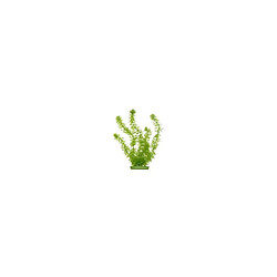 AQUA Plantes artificielles Marina Hornwort 20 cm - Plastiques - Vertes - Pour aquarium