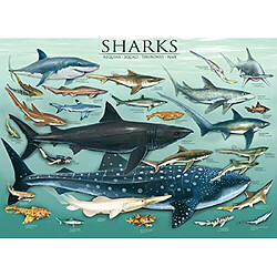 Avis Eurographics Sharks Puzzle 1000 piAces, Bleu