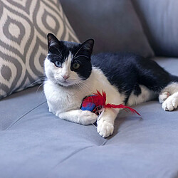 Jouet pour chats Spiderman Rouge PET pas cher