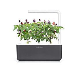 Avis Click & Grow Graîne Piment Violet Smart Garden Click&Grow 3 semis