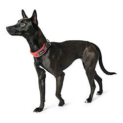 Collier pour Chien Hunter Divo Rouge (55-65 cm)