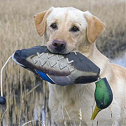 Jouet pour chien en forme de canard mort pour le dressage des chiots ou des chiens de chasse.