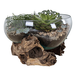 EPIKASA Terrarium San