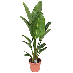 Plant in a Box Strelitzia Nicolai XXL - Plante oiseau de paradis - Pot 28cm - Hauteur 150-170cm