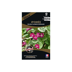 Sanrival Graines de fleurs premium Ipomée double Sunrise Serenade 