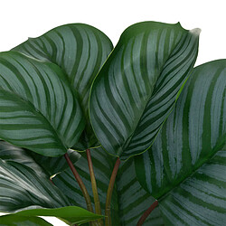 Atmosphera, Createur D'Interieur Maranta Geom H45cm Vert - ATMOSPHERA