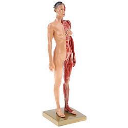 Acheter Figure d'anatomie humaine