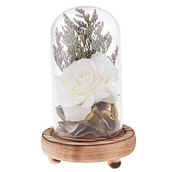 vitrine cloche cloche dôme fleur immortelle conservation vase blanc