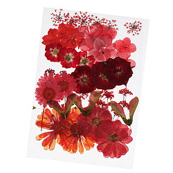 Avis 36/37/38/39 / 42Pc Naturel Réaliste Fleurs Séchées Pressées DIY Scrapbook Rouge