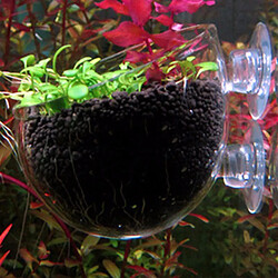 Acheter 6 x 8 cm Pot de Plante Aquatique en Verre Cristal