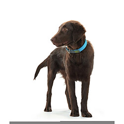 Avis Collier pour Chien Hunter Convenience Turquoise (38-46 cm)