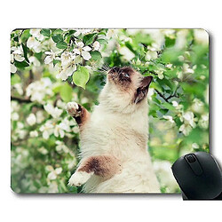 Universal (260x210x3) Tampon de souris, yeux bleus Himalayan Cat Animal Flower Pad, tapis de souris pour ordinateur Cat043