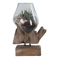 EPIKASA Terrarium San