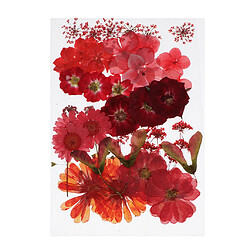 Acheter 36/37/38/39 / 42Pc Naturel Réaliste Fleurs Séchées Pressées DIY Scrapbook Rouge