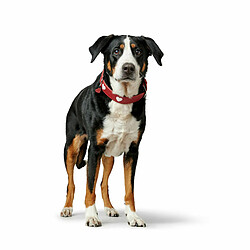 Avis Collier pour Chien Hunter Love M 41-49 cm Rouge