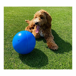 Avis Jouet pour chien Company of Animals Boomer Bleu (200mm)