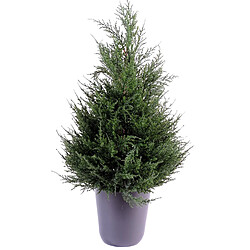 Pegane Plante artificielle haute gamme Spécial extérieur Cyprès coloris vert - Dim : 65 x 33 cm