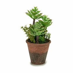 Avis Ibergarden Plante décorative Succulent Plastique 16 x 23 x 16 cm (12 Unités)