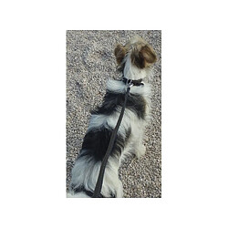 Avis Cstore YAGO Collier en cuir Souple et Réglable pour moyen chien, taille M 34-40cm, Coloris Noir