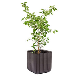 Avis Pot de fleurs Planter M marron Keter Cube Wood 21,5 litres