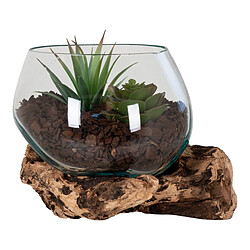 EPIKASA Terrarium San