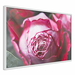 Paris Prix Affiche Murale Encadrée Blooming Rose 30 x 20 cm Blanc